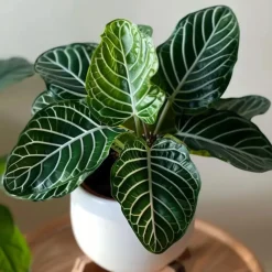 Zebraplant - Aphelandra squarrosa 'Botanica' - Hoogte 25-45cm - ⌀13cm