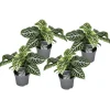 Zebraplant - Set van 4 - Aphelandra squarrosa - Hoogte 25-45cm - ⌀13cm