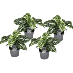 Zebraplant - Set van 4 - Aphelandra squarrosa - Hoogte 25-45cm - ⌀13cm