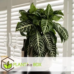 Zebraplant - Set van 4 - Aphelandra squarrosa - Hoogte 25-45cm - ⌀13cm