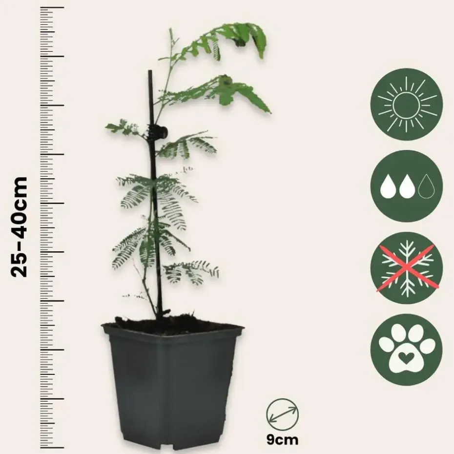 Zilveracacia - Set van 6 - Mimosa dealbata - Hoogte 25-40cm - ⌀9cm