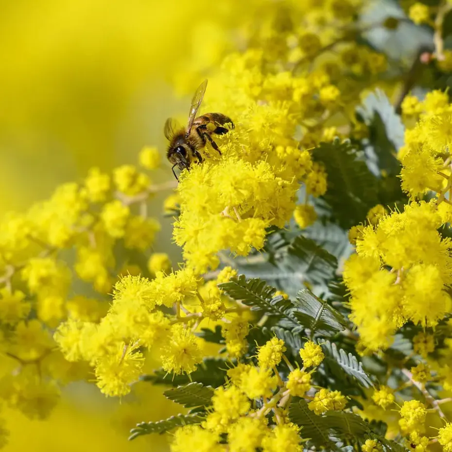 Zilveracacia - Set van 6 - Mimosa dealbata - Hoogte 25-40cm - ⌀9cm