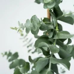 Zilvereucalyptus - Eucalyptus cinerea 'Silver Dollar' - Hoogte 90-110cm - ⌀19cm