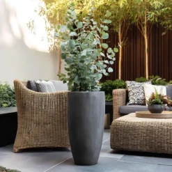 Zilvereucalyptus - Eucalyptus cinerea 'Silver Dollar' - Hoogte 90-110cm - ⌀19cm