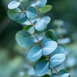 Zilvereucalyptus - Eucalyptus cinerea 'Silver Dollar' - Hoogte 90-110cm - ⌀19cm