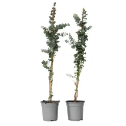 Zilvereucalyptus - Set van 2 - Eucalyptus - Hoogte 90-110cm - ⌀19cm
