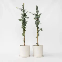 Zilvereucalyptus - Set van 2 - Eucalyptus - Hoogte 90-110cm - ⌀19cm