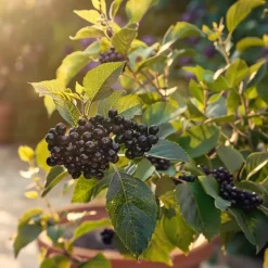 Zwarte bes - Set van 3 - Ribes Nigrum - Hoogte 25-40cm - ⌀9cm