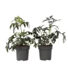 Zwarte vlier - Set van 2 - Sambucus nigra 'Black Lace' - Hoogte 25-40cm - ⌀17cm