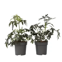 Zwarte vlier - Set van 2 - Sambucus nigra 'Black Lace' - Hoogte 25-40cm - ⌀17cm