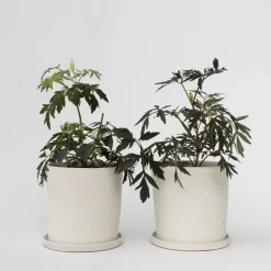 Zwarte vlier - Set van 2 - Sambucus nigra 'Black Lace' - Hoogte 25-40cm - ⌀17cm