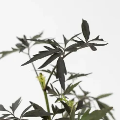 Zwarte vlier - Set van 2 - Sambucus nigra 'Black Lace' - Hoogte 25-40cm - ⌀17cm