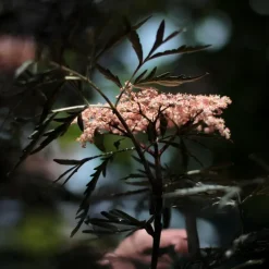 Zwarte vlier - Set van 2 - Sambucus nigra 'Black Lace' - Hoogte 25-40cm - ⌀17cm