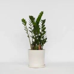 ZZ-plant - Zamioculcas Zamiifolia - Hoogte 55-65cm - ⌀17cm