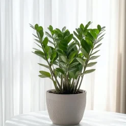 ZZ-plant - Zamioculcas Zamiifolia - Hoogte 55-65cm - ⌀17cm