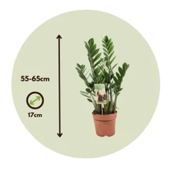 ZZ-plant - Zamioculcas Zamiifolia - Hoogte 55-65cm - ⌀17cm