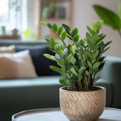 ZZ-plant - Zamioculcas Zamiifolia - Hoogte 55-65cm - ⌀17cm