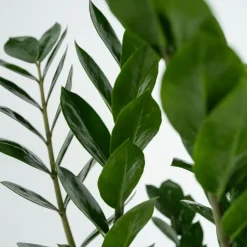 ZZ-plant - Zamioculcas Zamiifolia - Hoogte 55-65cm - ⌀17cm